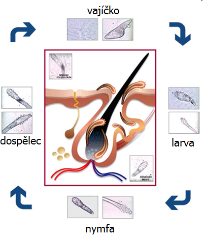 Demodex canis Trudník psí