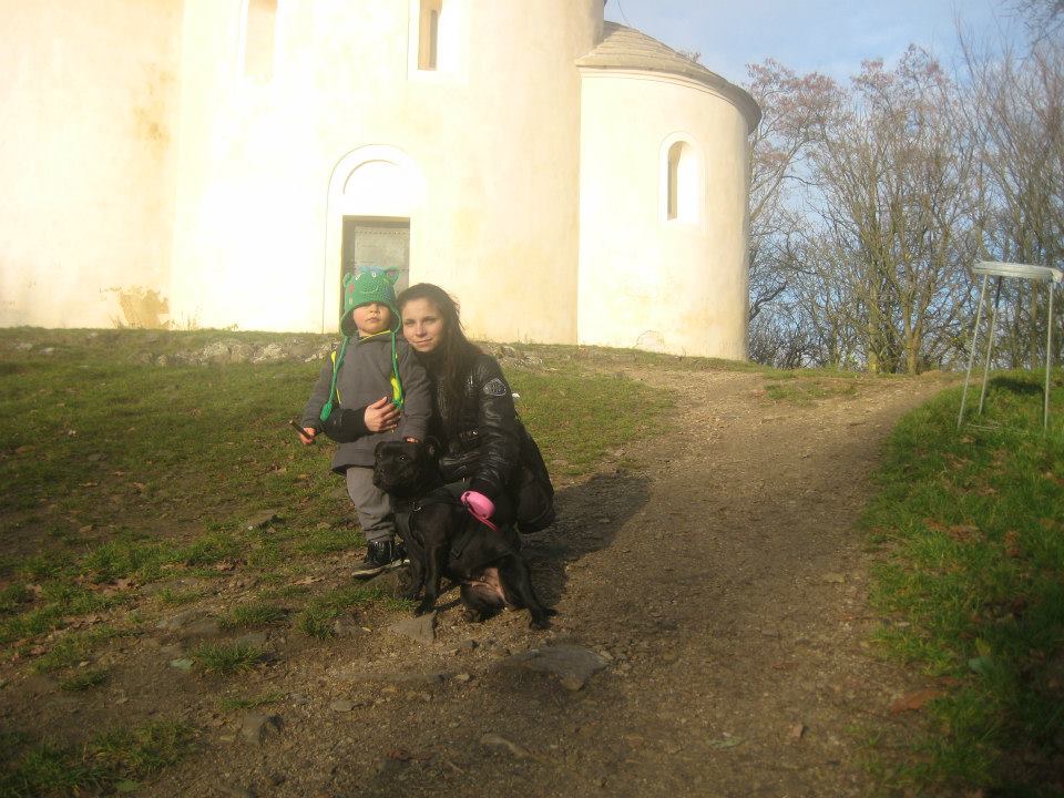 stafordrsk bullterier